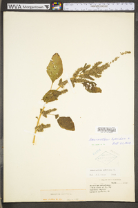 Amaranthus hybridus image