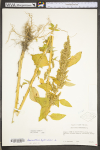 Amaranthus hybridus image