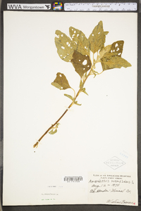 Amaranthus retroflexus image