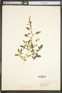 Amaranthus spinosus image