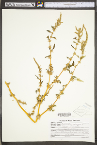 Amaranthus spinosus image