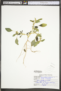 Amaranthus spinosus image