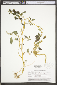 Amaranthus spinosus image