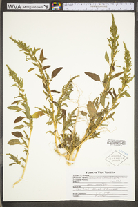 Amaranthus tuberculatus image