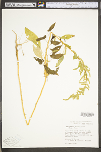 Amaranthus tuberculatus image