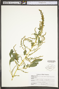 Amaranthus tuberculatus image