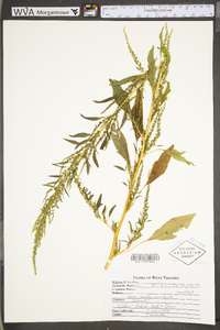 Amaranthus tuberculatus image