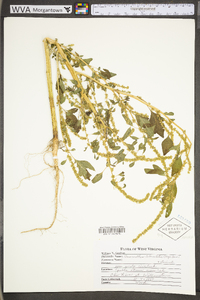 Amaranthus tuberculatus image