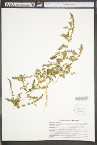 Amaranthus tuberculatus image