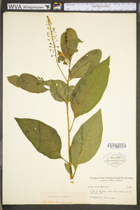 Phytolacca americana var. americana image