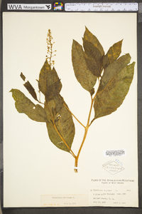 Phytolacca americana var. americana image