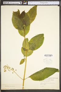 Phytolacca americana var. americana image