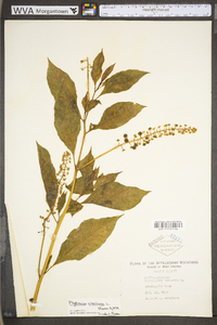 Phytolacca americana var. americana image