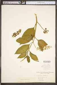 Phytolacca americana var. americana image