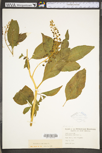 Phytolacca americana var. americana image