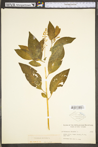 Phytolacca americana var. americana image