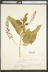 Phytolacca americana var. americana image