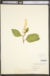 Phytolacca americana var. americana image