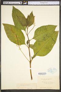 Phytolacca americana var. americana image