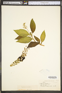 Phytolacca americana var. americana image