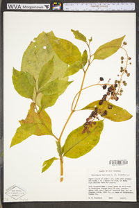 Phytolacca americana var. americana image