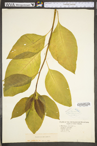 Phytolacca americana var. americana image