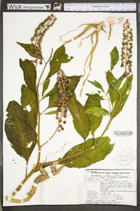 Phytolacca americana var. americana image