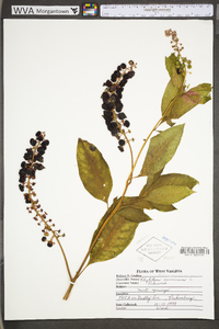 Phytolacca americana var. americana image