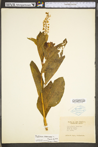 Phytolacca americana var. americana image