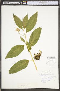 Phytolacca americana var. americana image