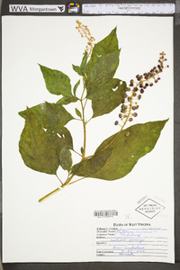 Phytolacca americana var. americana image