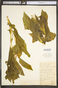 Phytolacca americana var. americana image