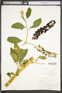 Phytolacca americana var. americana image