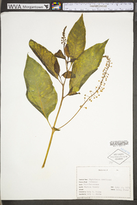 Phytolacca americana var. americana image