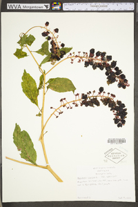 Phytolacca americana var. americana image