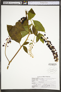 Phytolacca americana var. americana image