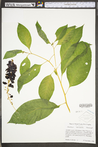 Phytolacca americana var. americana image