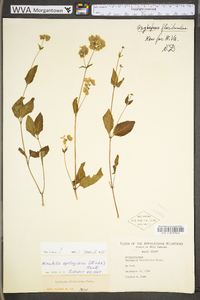 Mirabilis nyctaginea image