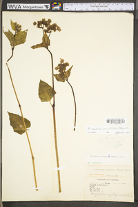 Mirabilis nyctaginea image