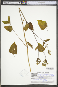 Mirabilis nyctaginea image