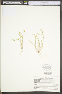 Arenaria serpyllifolia image