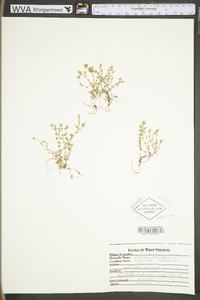 Arenaria serpyllifolia image