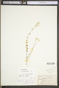 Arenaria serpyllifolia image