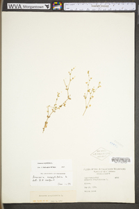 Arenaria serpyllifolia image