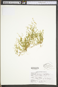 Arenaria serpyllifolia image