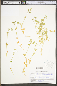 Cerastium fontanum subsp. vulgare image