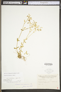 Cerastium fontanum subsp. vulgare image