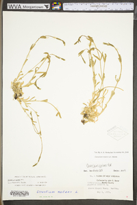 Cerastium nutans image