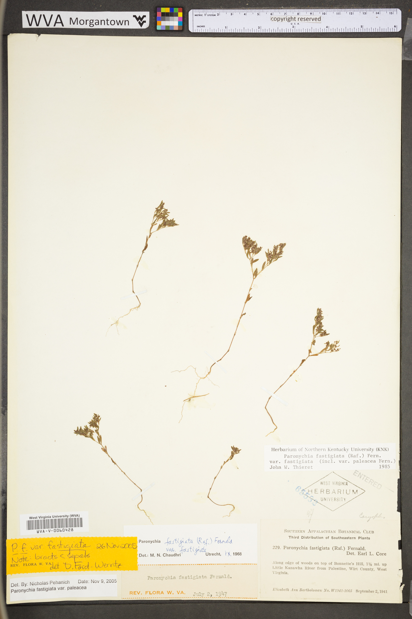 Paronychia fastigiata var. fastigiata image