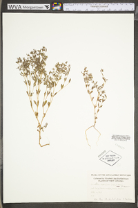 Paronychia fastigiata var. paleacea image